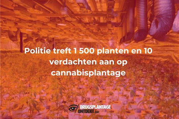 Merksem - Politie treft 1 500 planten en 10 verdachten aan op cannabisplantage